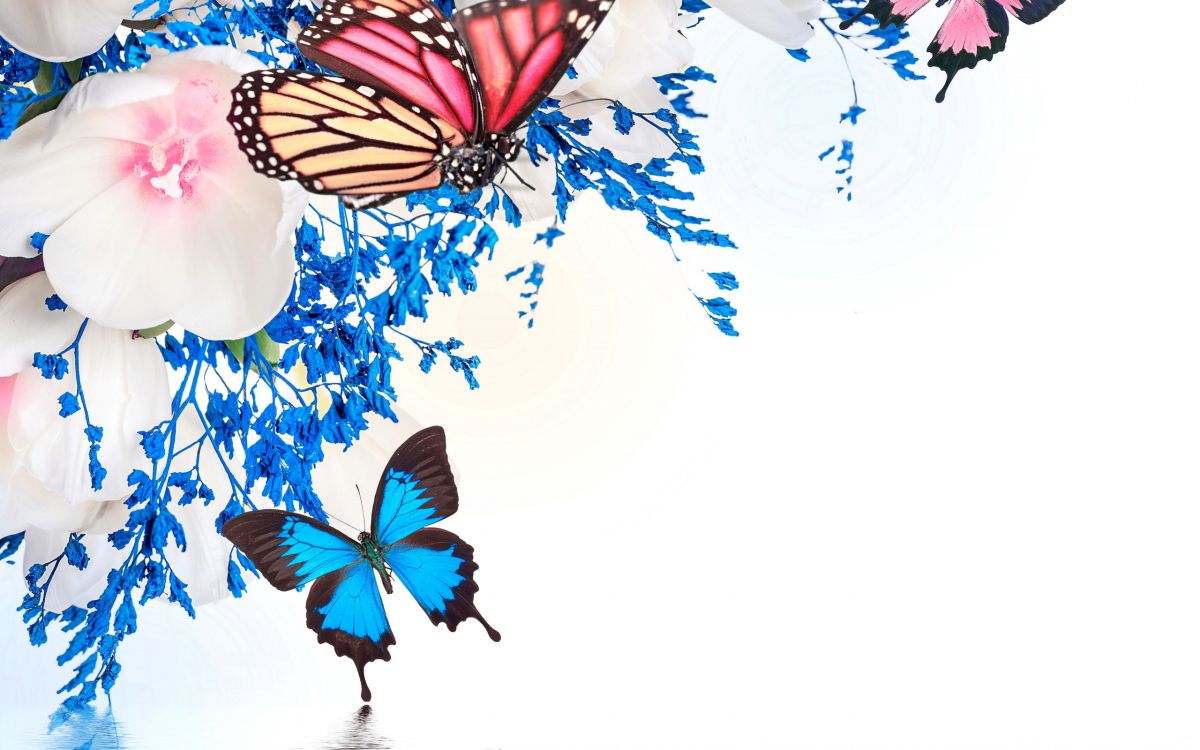 Papillon Noir et Orange Sur Textile Floral Blanc et Bleu. Wallpaper in 2560x1600 Resolution