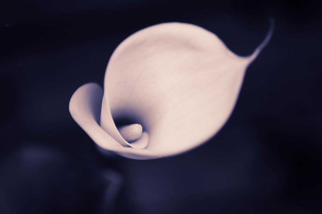 Weiße Tulpe in Voller Blüte Nahaufnahme Foto. Wallpaper in 6000x4000 Resolution