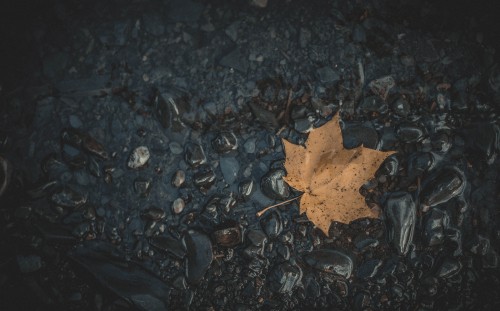 Image leaf, maple leaf, black, water, brown