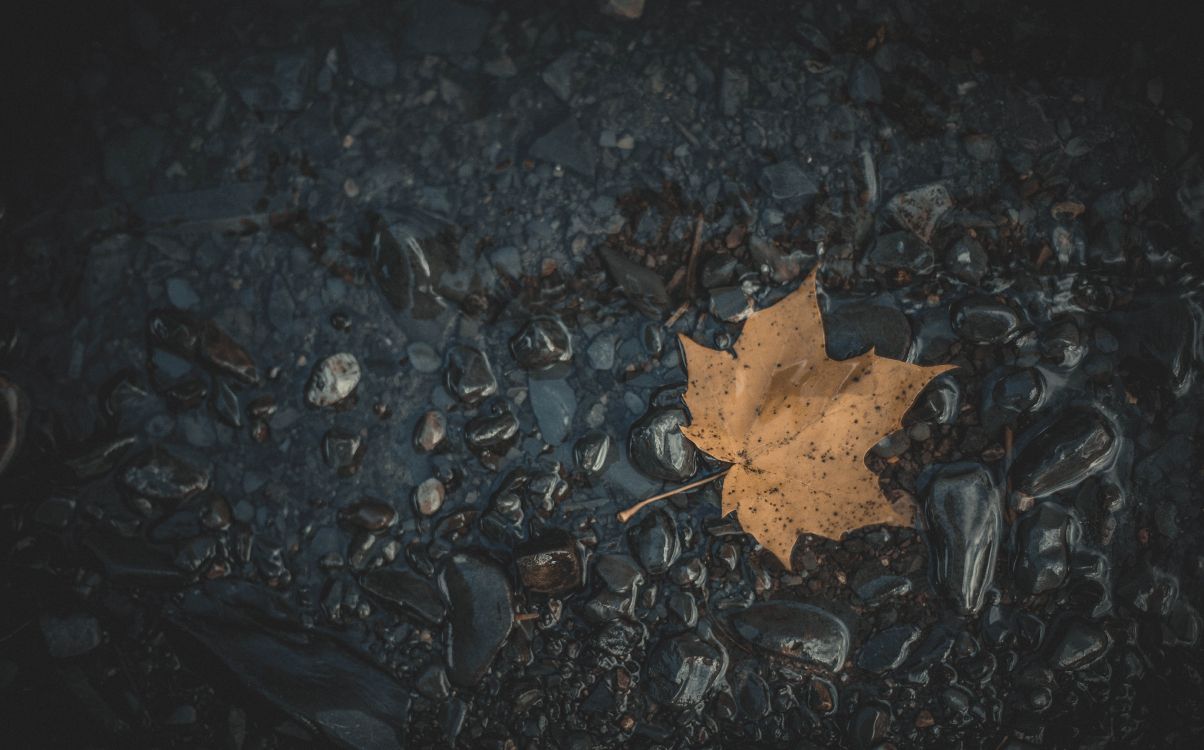 leaf, maple leaf, black, water, brown