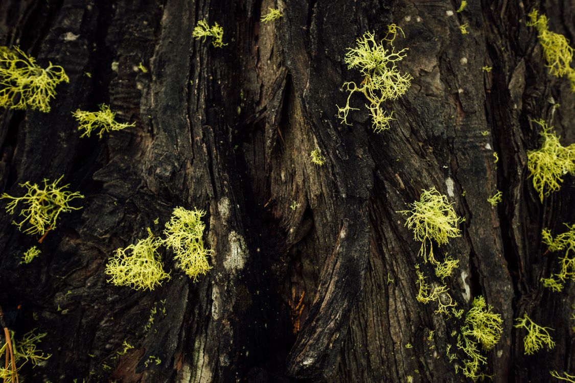 Grünes Moos Auf Braunem Baumstamm. Wallpaper in 6000x4000 Resolution