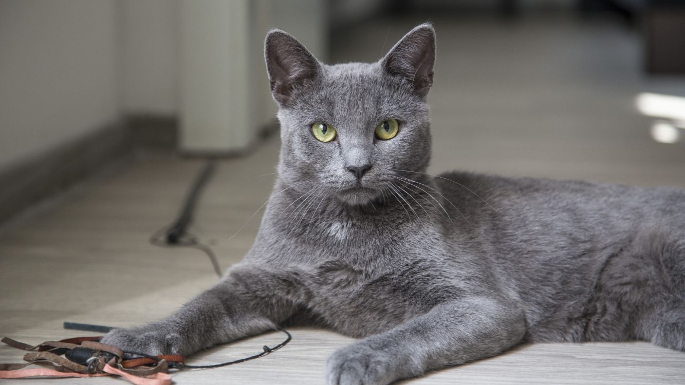 russian blue cat lying on floor