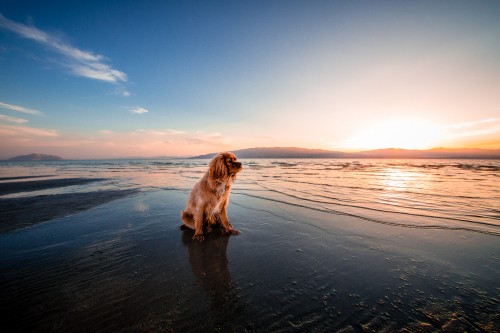 Image english cocker spaniel, dog, water, cloud, beach