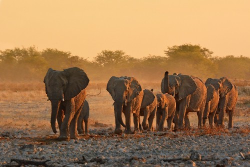 Image elephant walking on dirt road during daytime