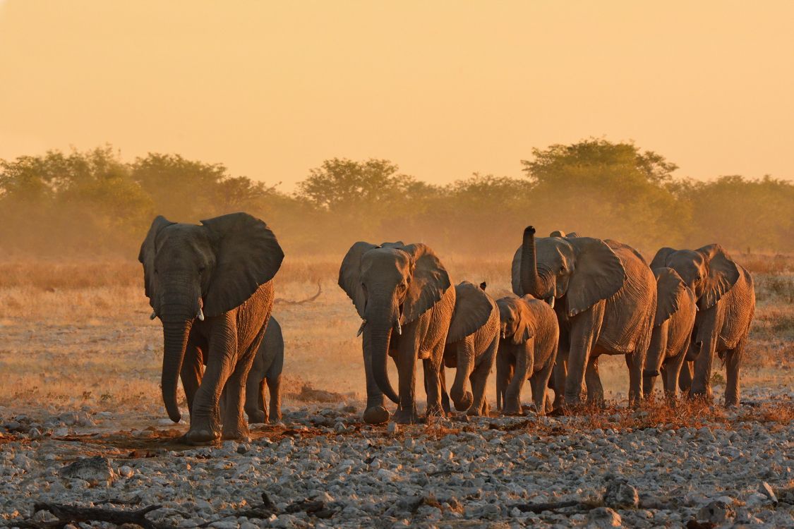 elephant walking on dirt road during daytime