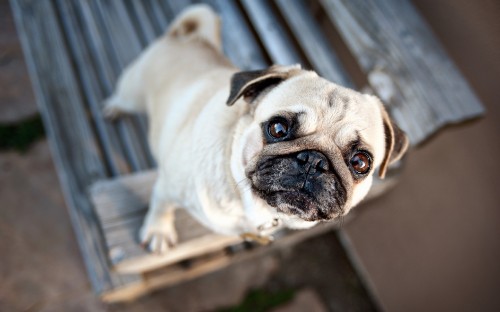 Image fawn pug on brown wooden stairs