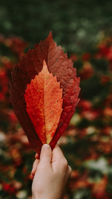 Image person holding red maple leaf