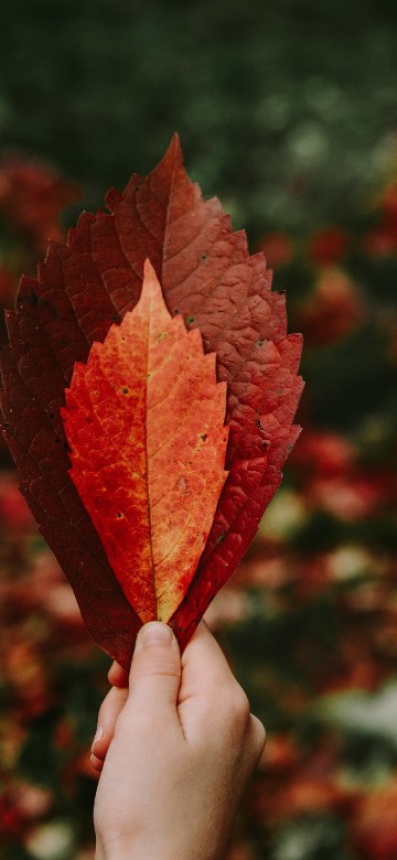 Image person holding red maple leaf