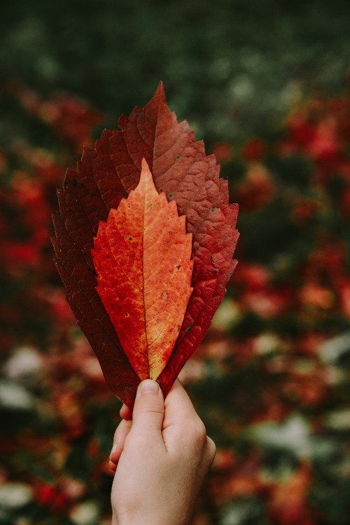 Image person holding red maple leaf