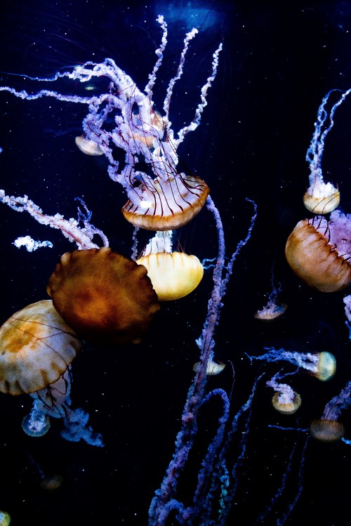 Image white and brown jellyfish on water