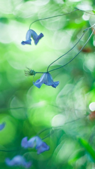 Image white flower in tilt shift lens