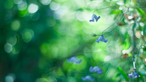 Image white flower in tilt shift lens