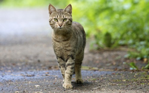 Image brown tabby cat on gray concrete road during daytime