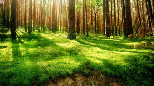 Image green grass field with trees