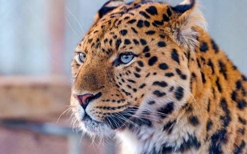 Image brown and black leopard in close up photography