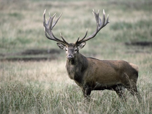 Image brown deer on brown grass field during daytime