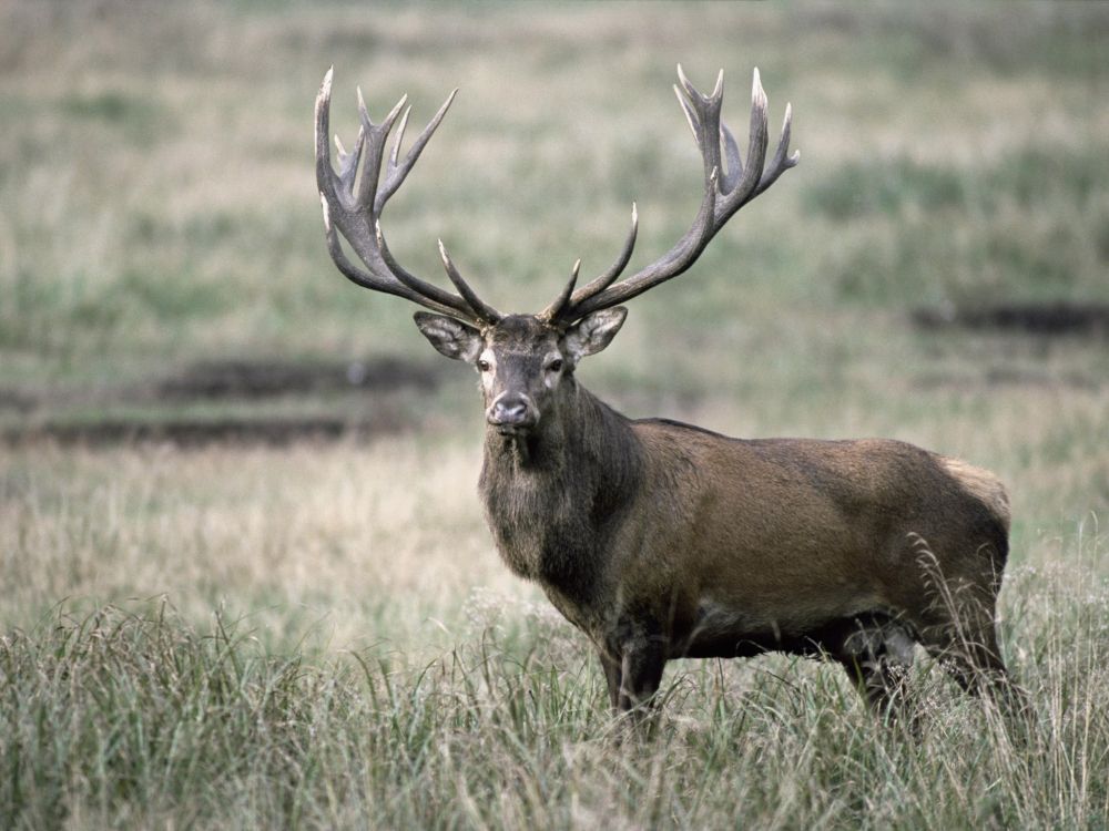 brown deer on brown grass field during daytime