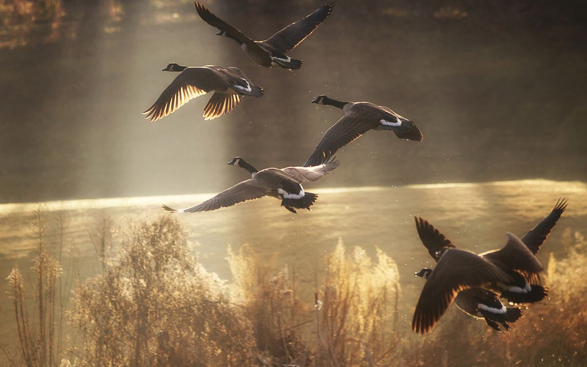 flock of geese flying over the brown grass during daytime