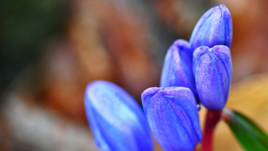 Image purple crocus flowers in bloom during daytime