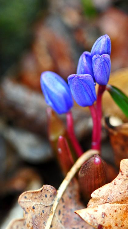 Lila Krokusblüten Blühen Tagsüber. Wallpaper in 2160x3840 Resolution