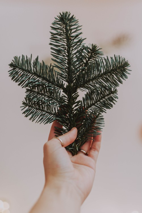 Image person holding green pine tree