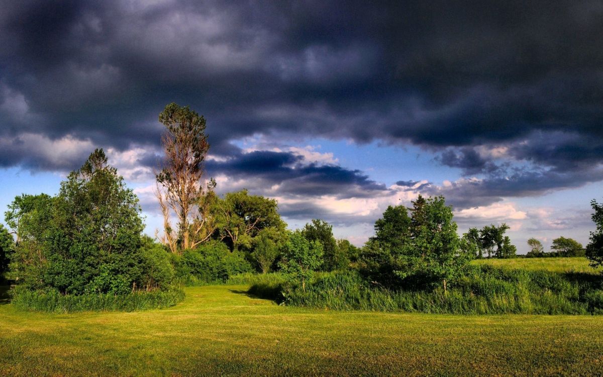Campo de Hierba Verde Con Árboles Bajo un Cielo Azul y Nubes Blancas Durante el Día. Wallpaper in 2880x1800 Resolution