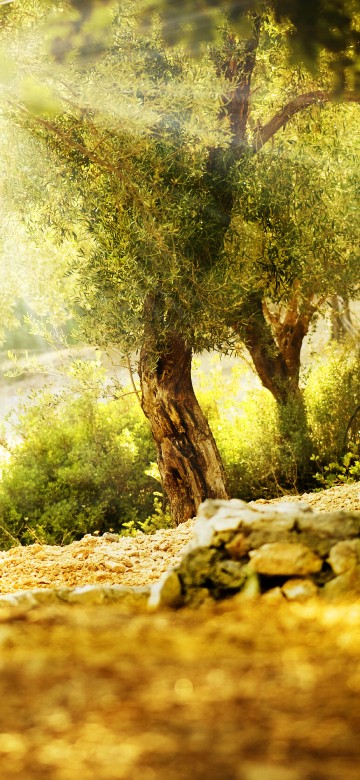 Image green trees on brown soil during daytime