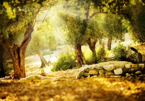 Image green trees on brown soil during daytime