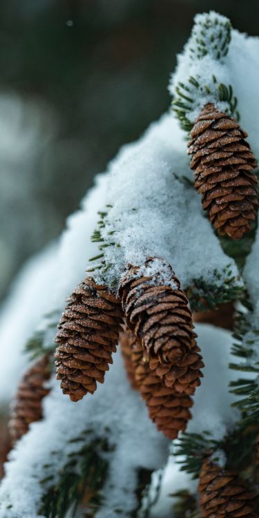 virtual piano, piano, plant, snow, Natural material