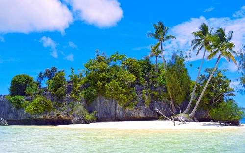 Image green trees near body of water during daytime