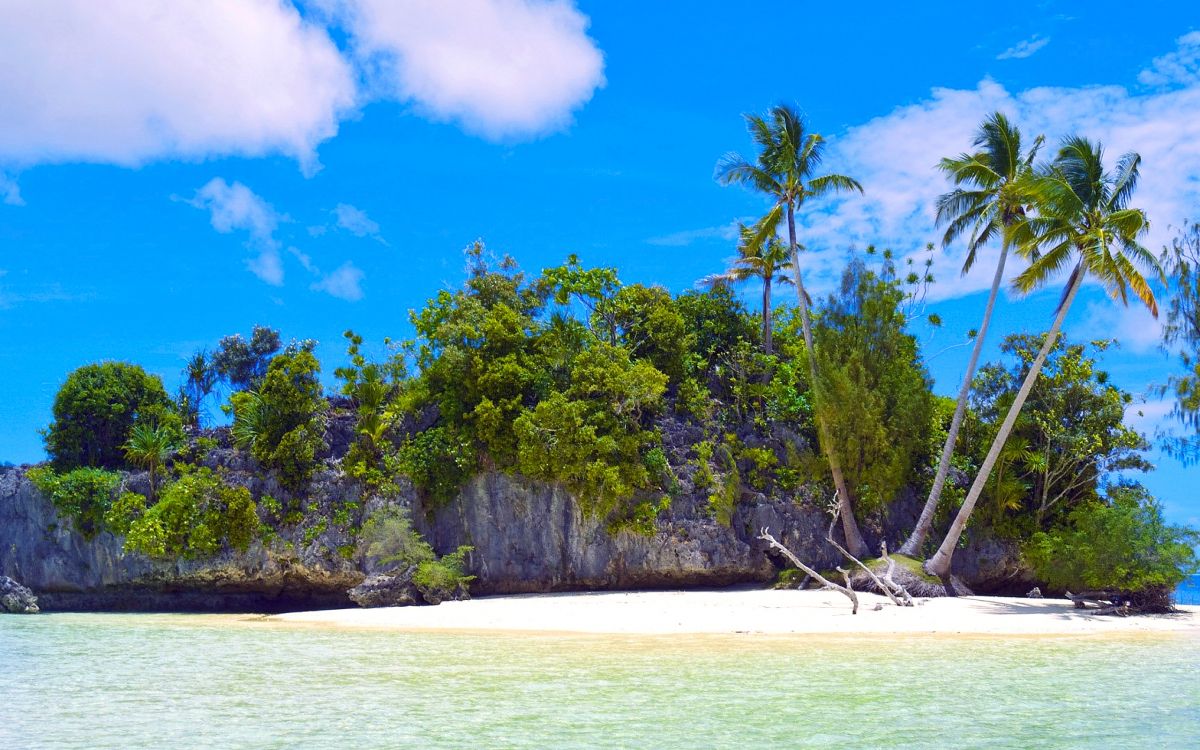 green trees near body of water during daytime