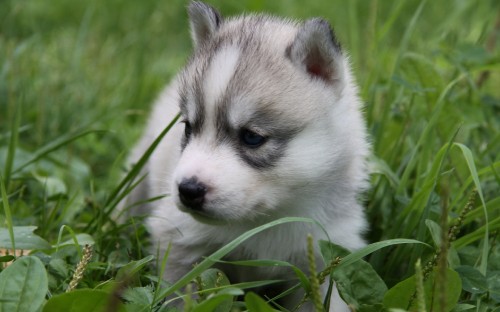 Image white and black siberian husky puppy on green grass during daytime