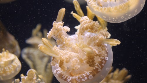 Image white and brown jellyfish in water