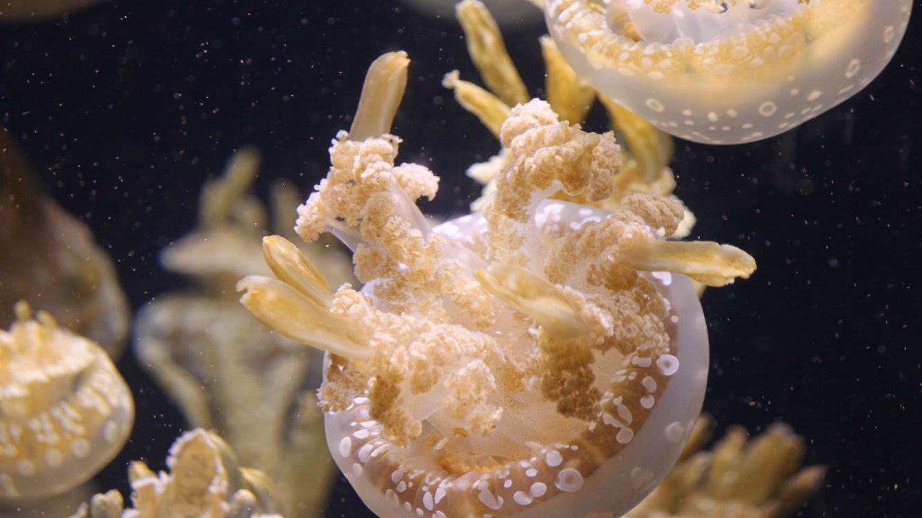 white and brown jellyfish in water