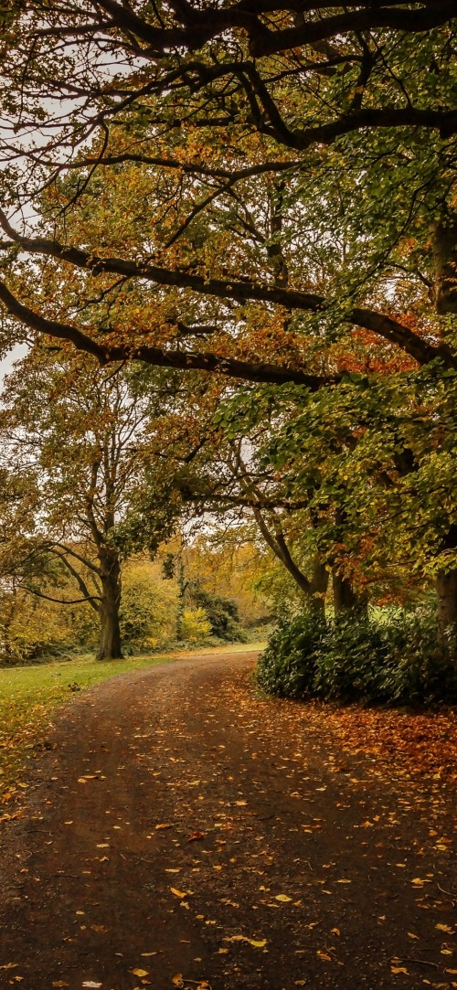 Image leaf, brown, plant, tree, natural landscape