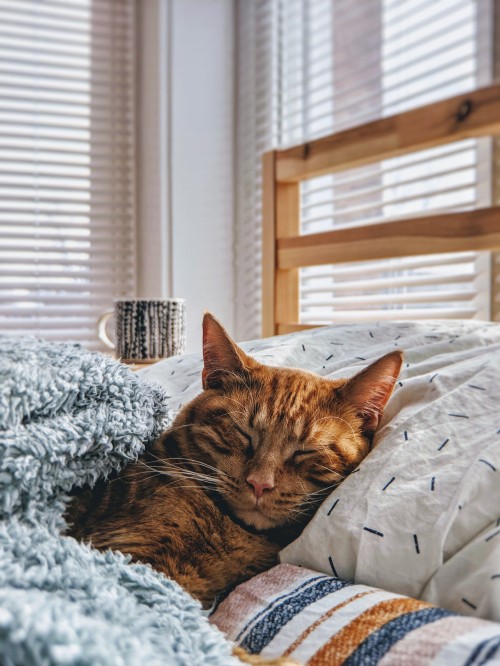 Image brown tabby cat lying on white and black textile