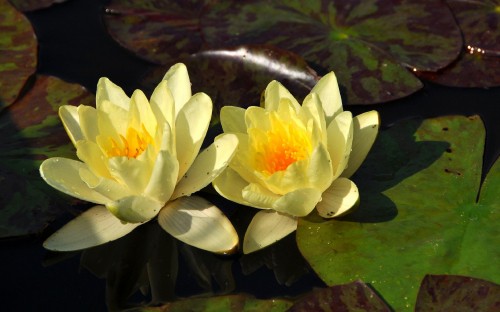 Image white lotus flower on water