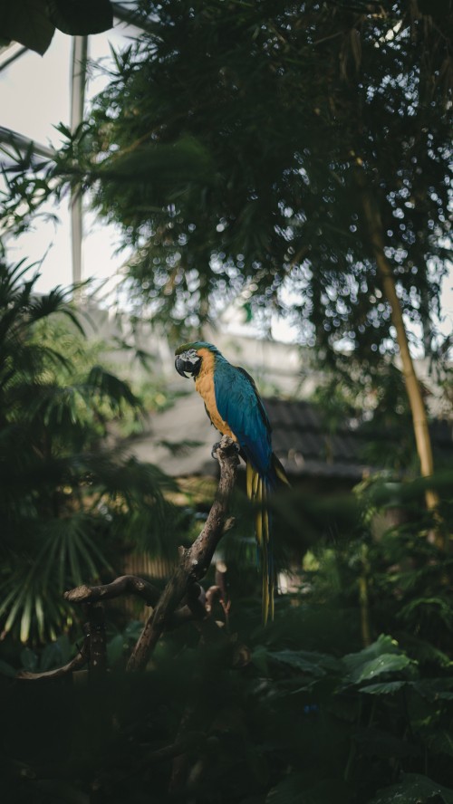 Image blue and yellow bird on tree branch during daytime