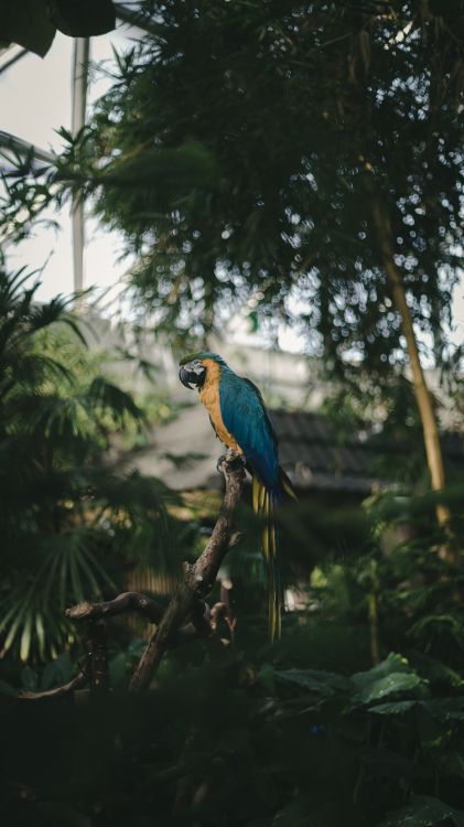 blue and yellow bird on tree branch during daytime