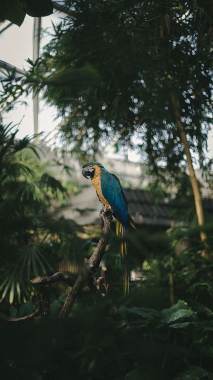 Oiseau Bleu et Jaune Sur Une Branche D'arbre Pendant la Journée. Wallpaper in 3046x5415 Resolution