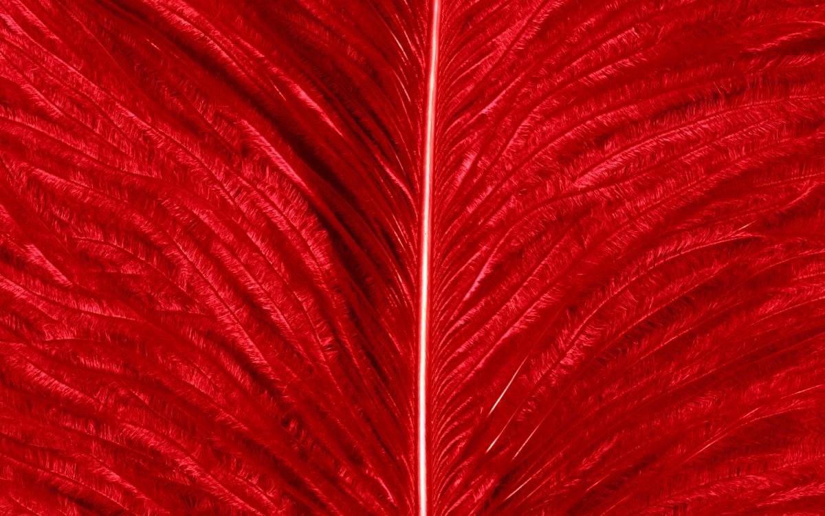 Peinture Abstraite Rouge et Blanche. Wallpaper in 2560x1600 Resolution