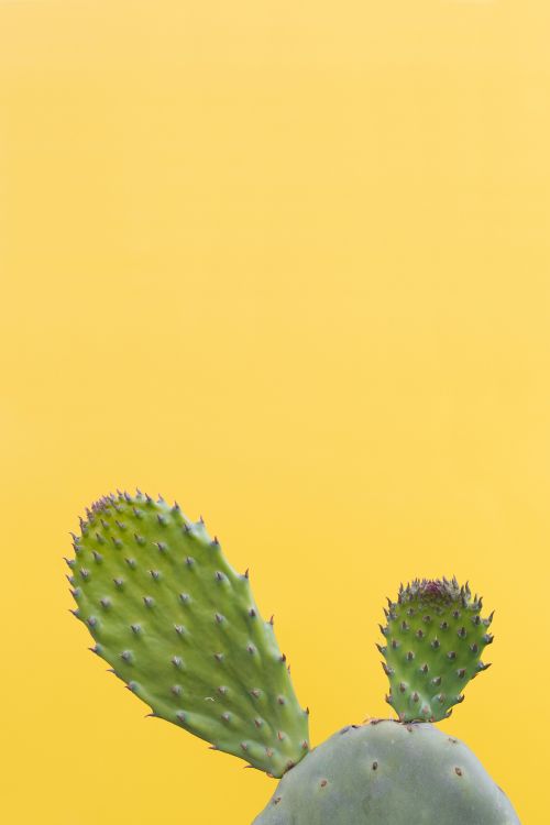 Planta de Cactus Verde en Fotografía de Cerca. Wallpaper in 3178x4766 Resolution