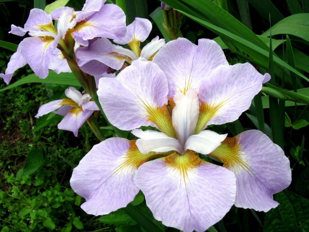 Flor Morada y Blanca en Fotografía de Cerca. Wallpaper in 2048x1536 Resolution