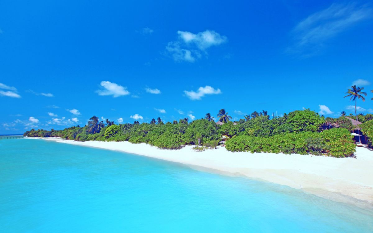 Árboles Verdes en la Orilla Del Mar Durante el Día. Wallpaper in 2560x1600 Resolution