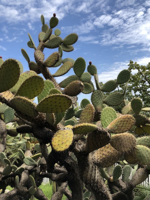 Image vegetation, biome, shrubland, cactus, Nopal