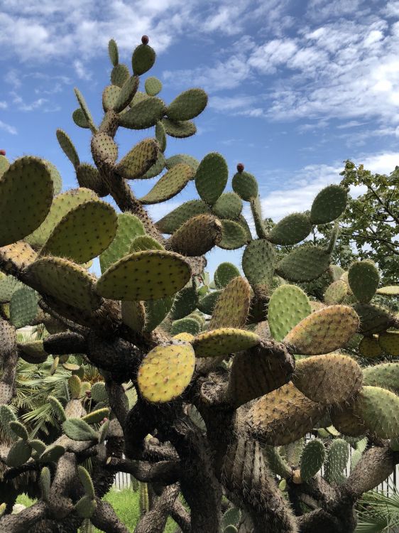 vegetation, biome, shrubland, cactus, Nopal