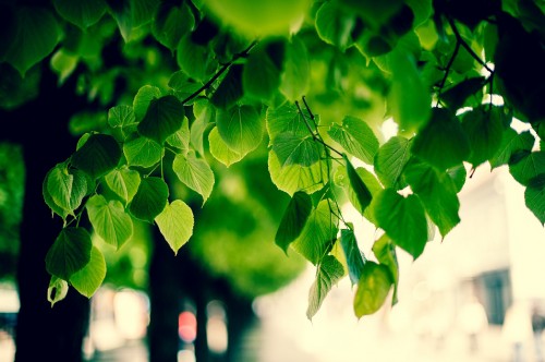 Image green leaves in tilt shift lens