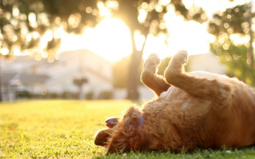 Image brown long coated dog lying on green grass during daytime