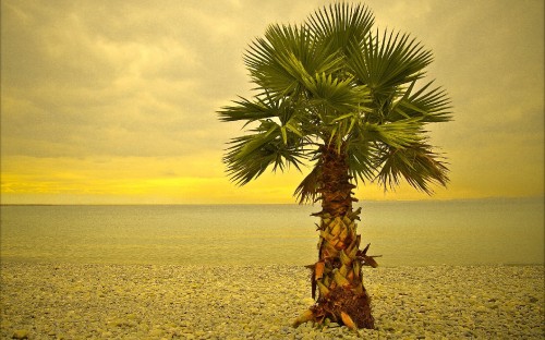 Image green and brown palm tree on gray sand during daytime