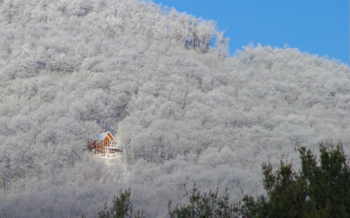 brown and white wooden house surrounded by trees under blue sky during daytime